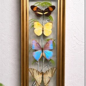 Framed Butterfly Shadowbox - Yellow, Blue, Brown Accents